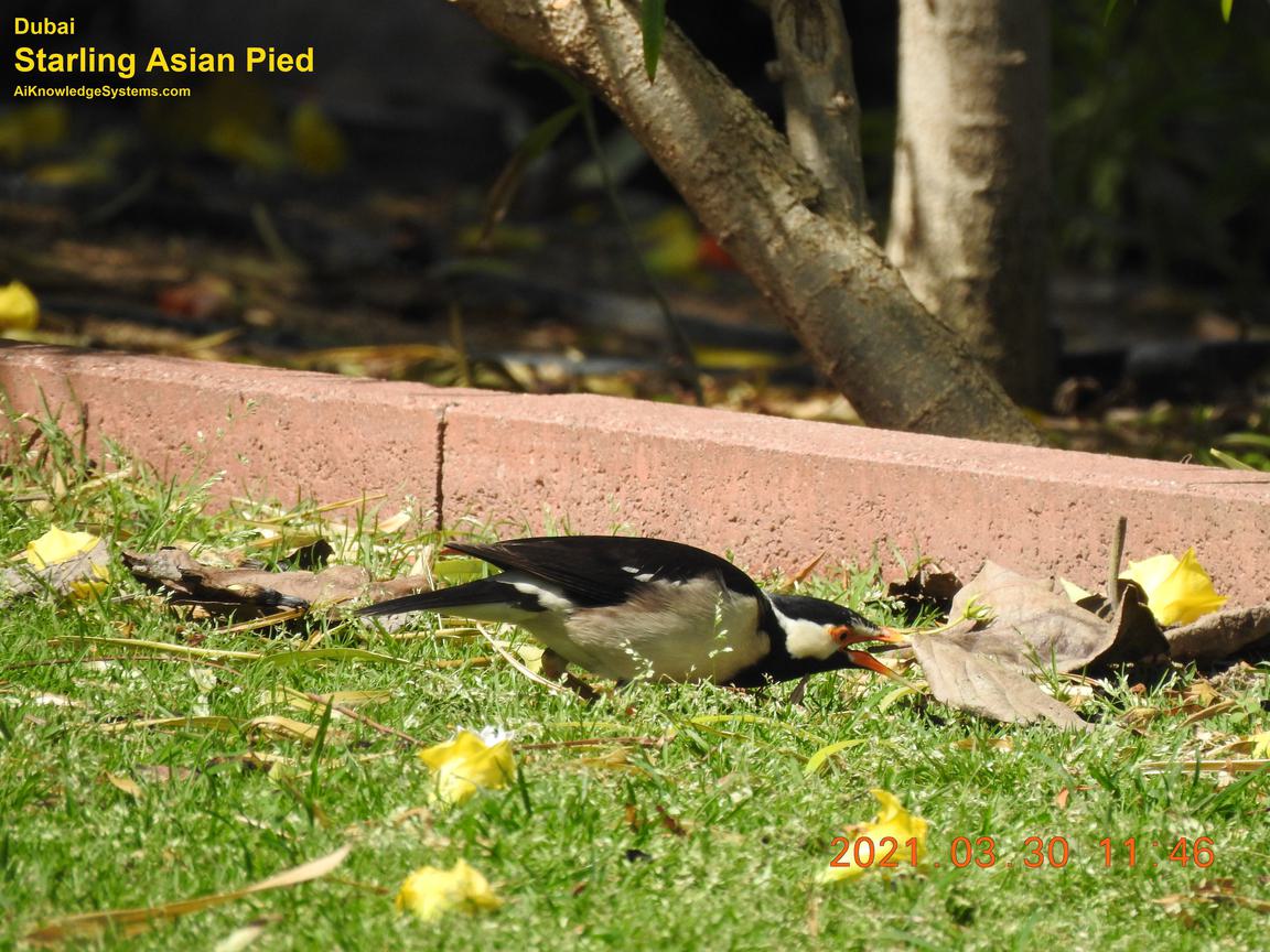 Starling Asian Pied (6) Coming Soon